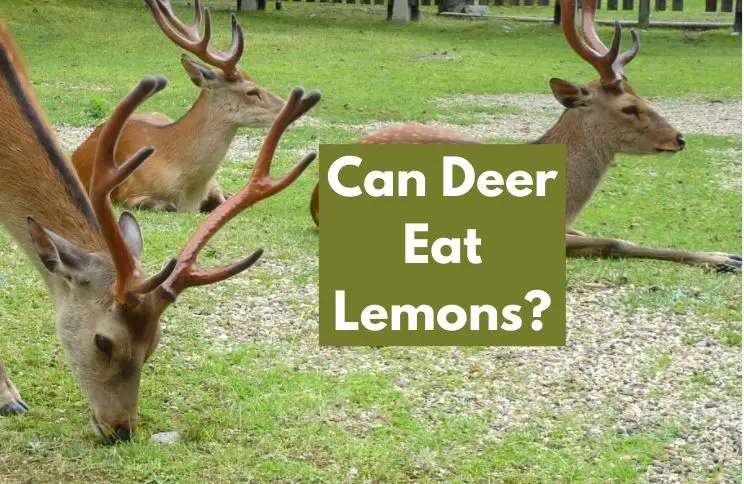 Can Deer Eat Lemons