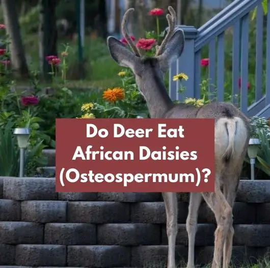 Do Deer Eat African Daisies (Osteospermum)