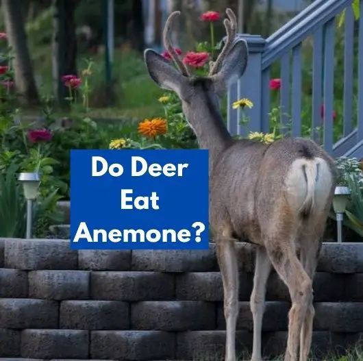 Do Deer Eat Anemone