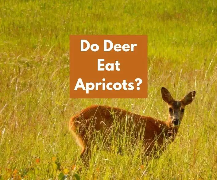 Do Deer Eat Apricots