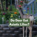 Do Deer Eat Asiatic Lilies? 12 Quick & Easy Ways To Stop Them