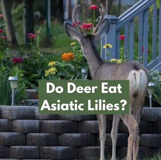 Do Deer Eat Asiatic Lilies