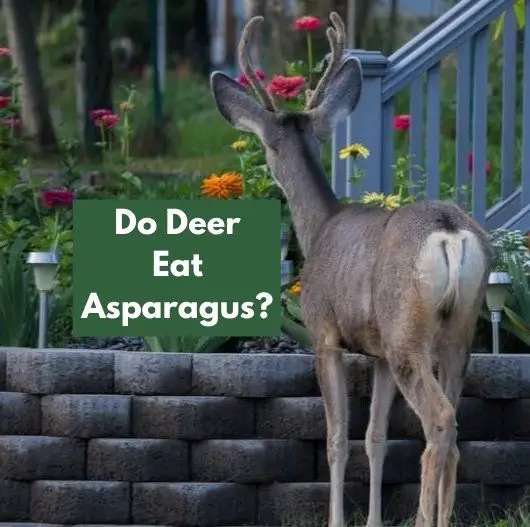 Do Deer Eat Asparagus