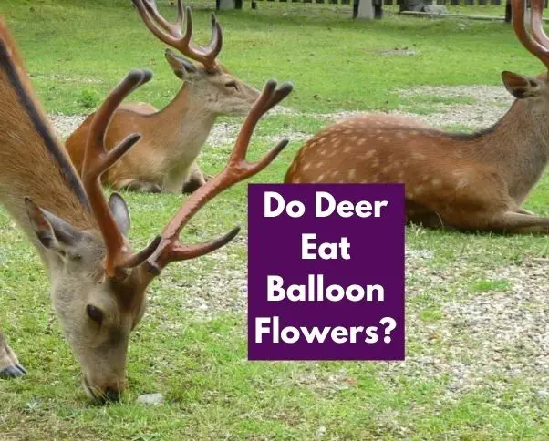 Do Deer Eat Balloon Flowers