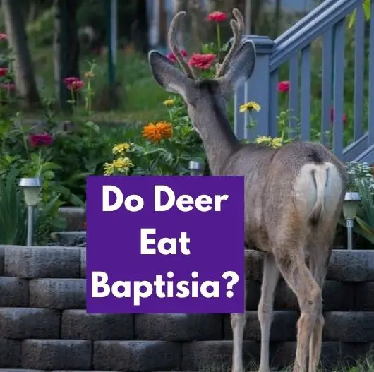 Do Deer Eat Baptisia
