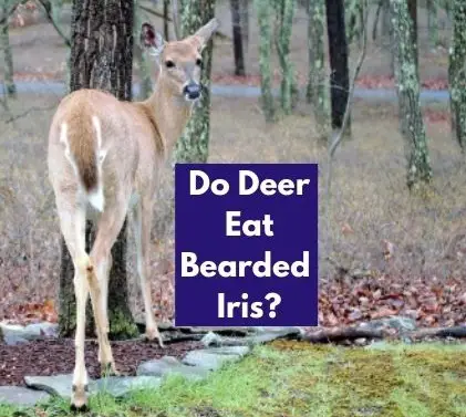 Do Deer Eat Bearded Iris