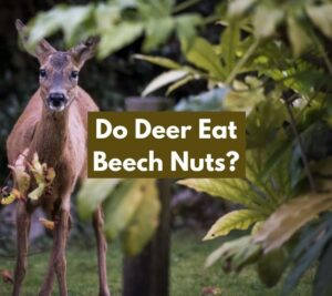 Do Deer Eat Beech Nuts? (Everything You Need To Know)