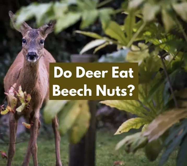 Do Deer Eat Beech Nuts