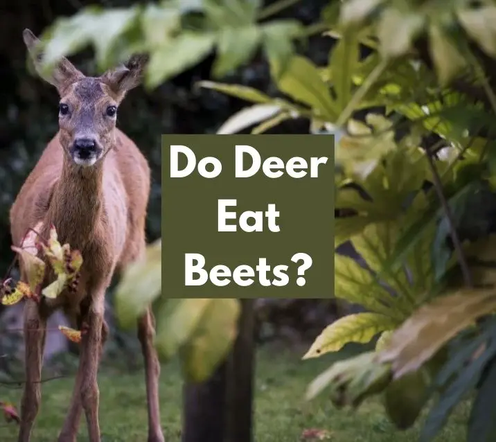 Do Deer Eat Beets