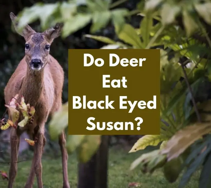 Do Deer Eat Black Eyed Susan