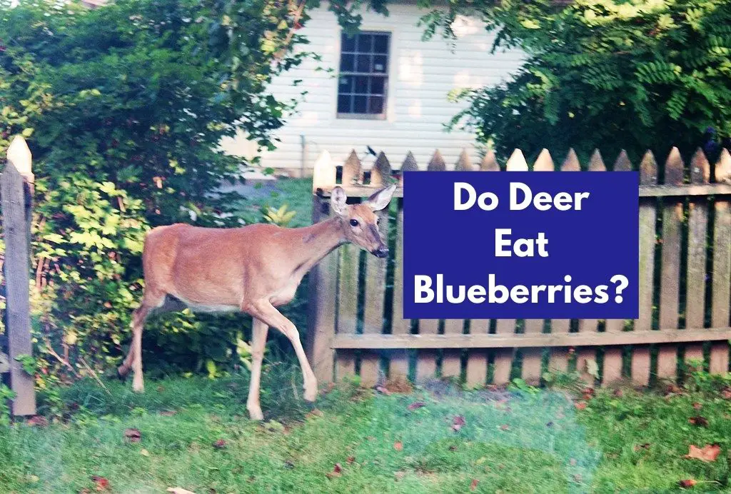 Do Deer Eat Blueberries