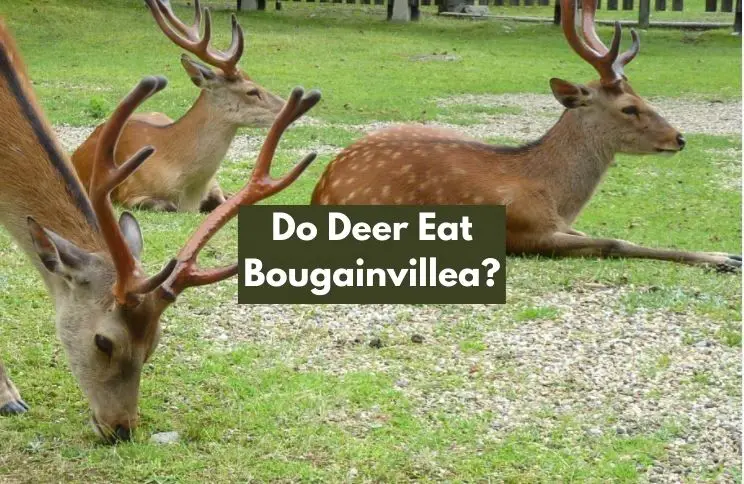 Do Deer Eat Bougainvillea