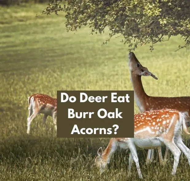 Do Deer Eat Burr Oak Acorns