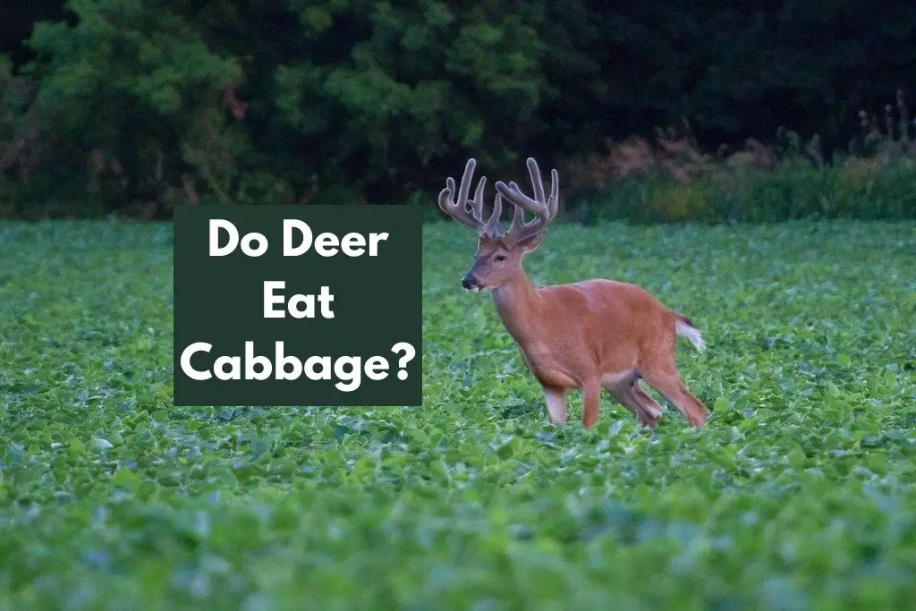 Do Deer Eat Cabbage