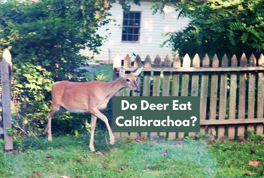 Do Deer Eat Calibrachoa