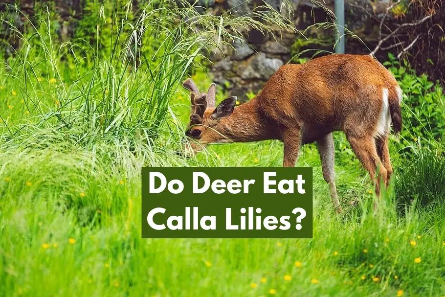 Do Deer Eat Calla Lilies
