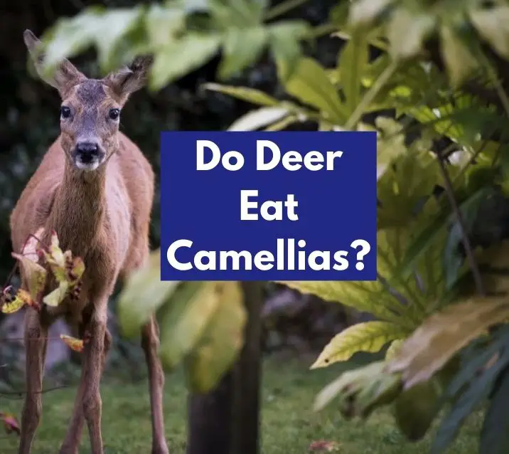 Do Deer Eat Camellias