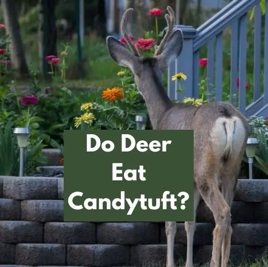 Do Deer Eat Candytuft