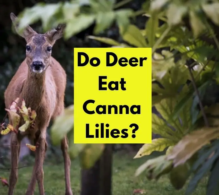 Do Deer Eat Canna Lilies