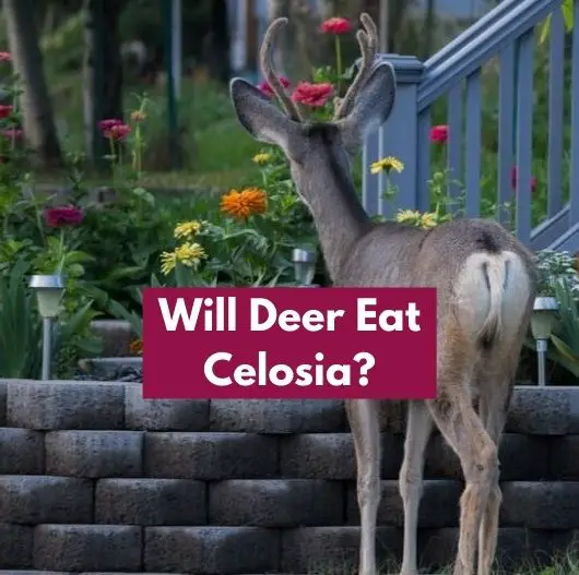 Do Deer Eat Celosia