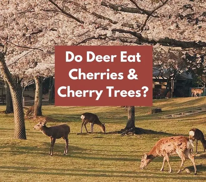 Do Deer Eat Cherries & Cherry Trees