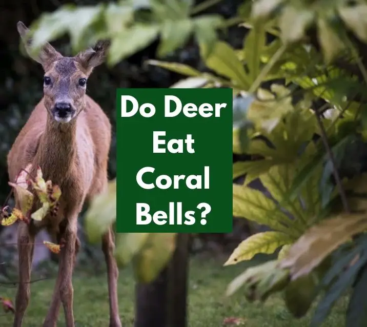 Do Deer Eat Coral Bells