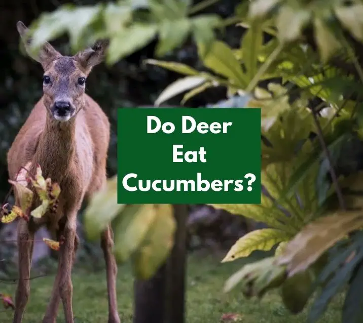 Do Deer Eat Cucumbers