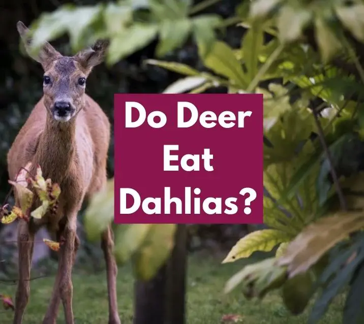 Do Deer Eat Dahlias