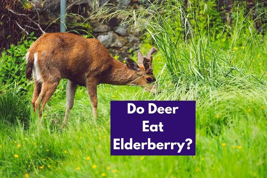Do Deer Eat Elderberry