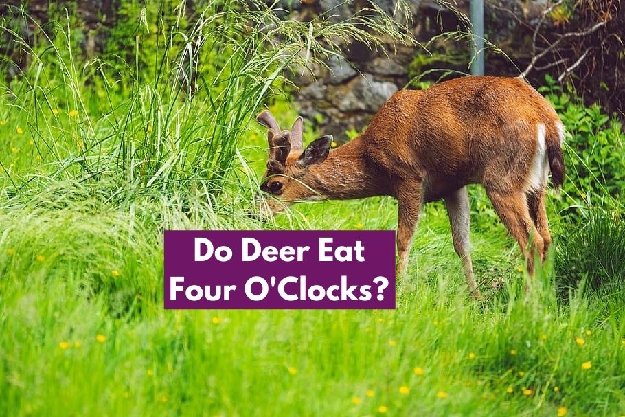 Do Deer Eat Four O'Clocks