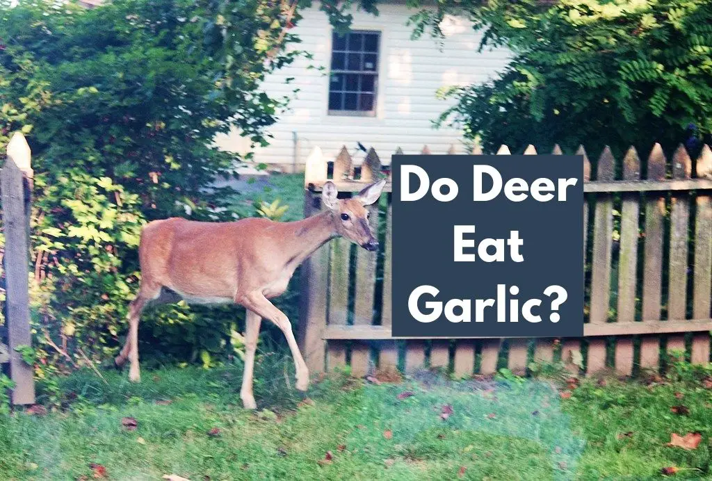 Do Deer Eat Garlic
