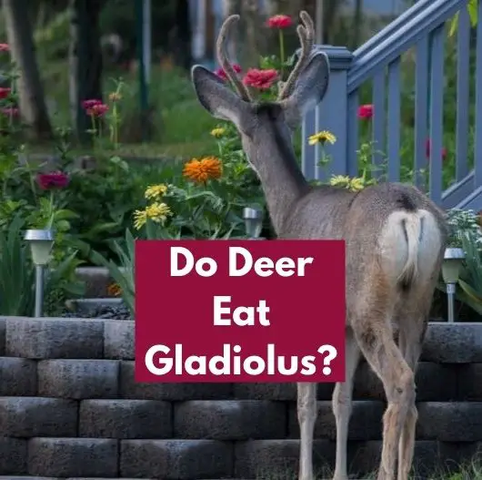 Do Deer Eat Gladiolus
