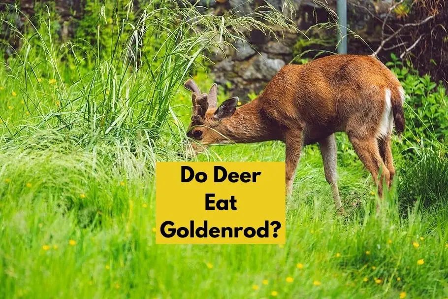 Do Deer Eat Goldenrod