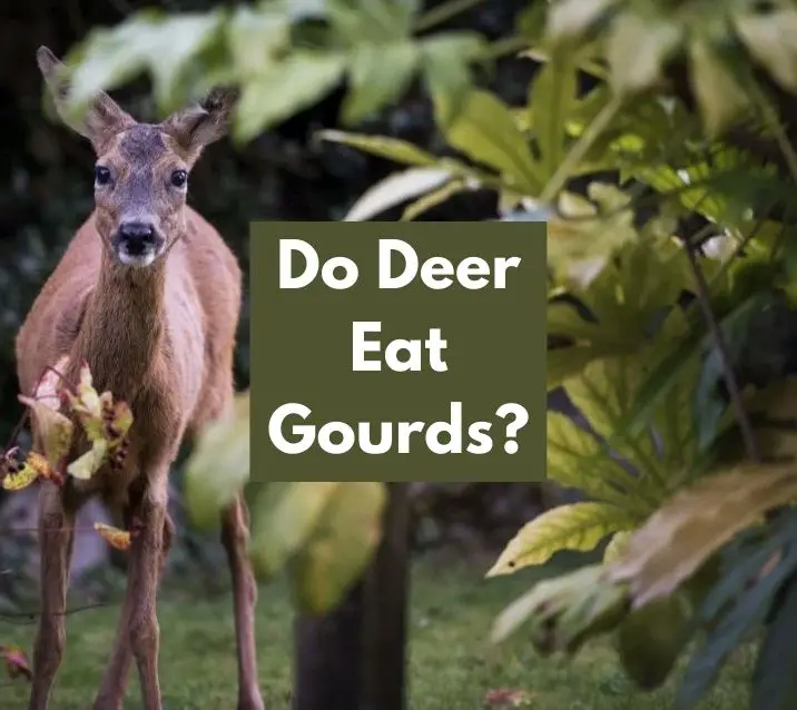 Do Deer Eat Gourds