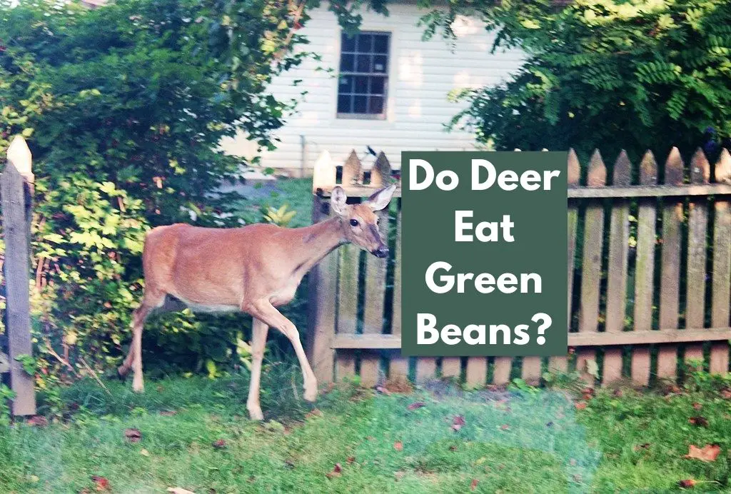 Do Deer Eat Green Beans