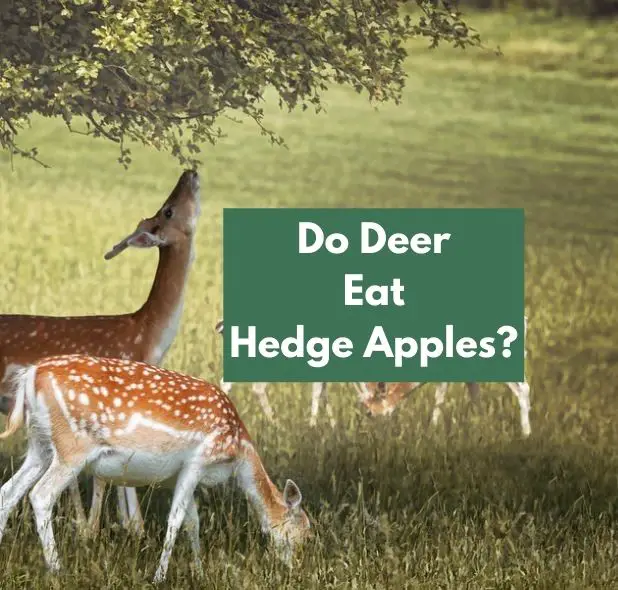 Do Deer Eat Hedge Apples