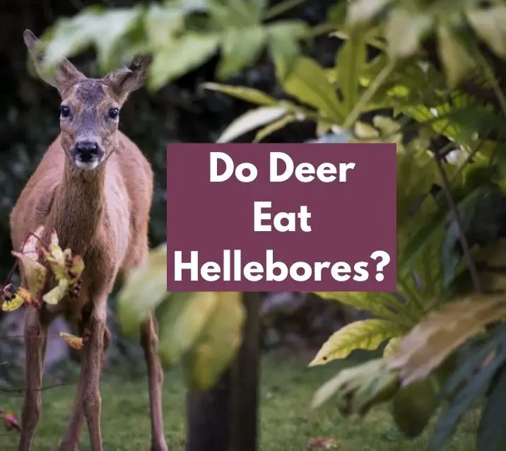 Do Deer Eat Hellebores