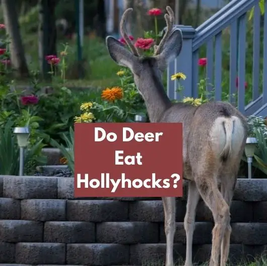 Do Deer Eat Hollyhocks