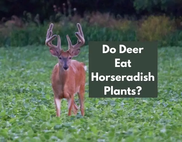 Do Deer Eat Horseradish Plants