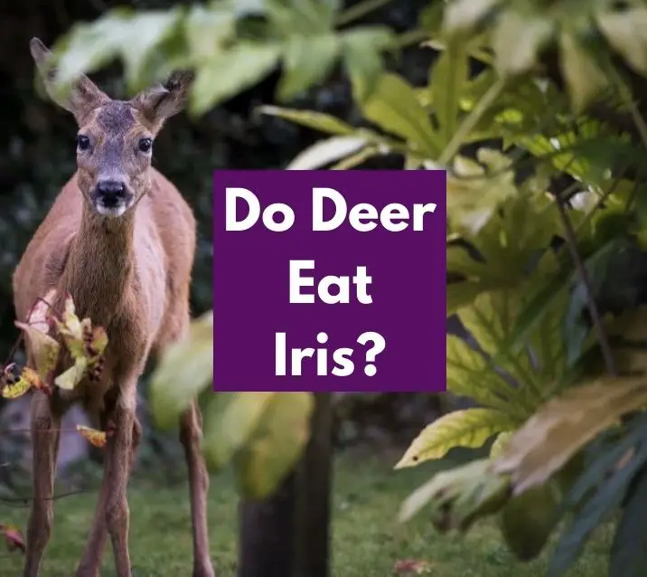 Do Deer Eat Iris