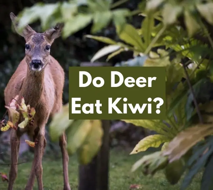 Do Deer Eat Kiwi
