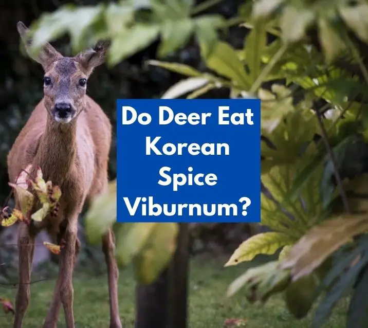 Do Deer Eat Korean Spice Viburnum