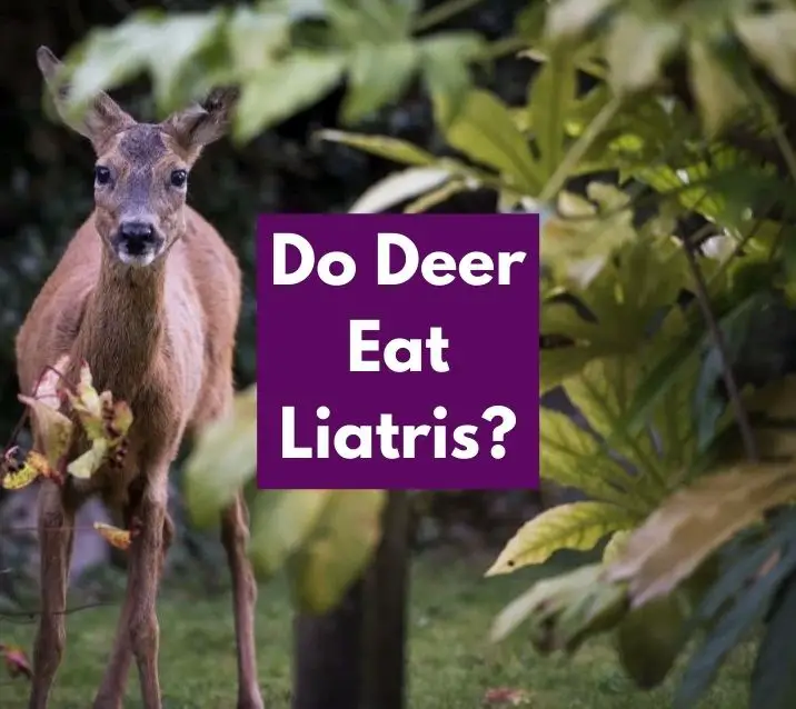 Do Deer Eat Liatris