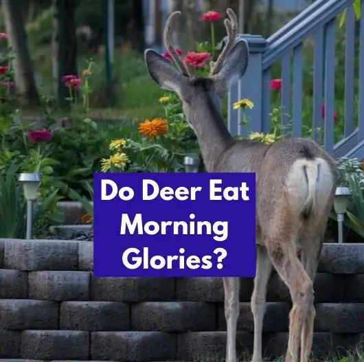 Do Deer Eat Morning Glories