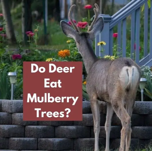Do Deer Eat Mulberry Trees