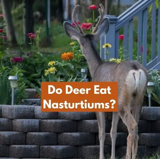 Do Deer Eat Nasturtiums