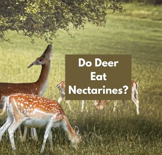 Do Deer Eat Nectarines