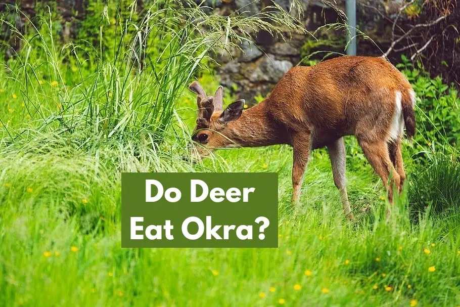 Do Deer Eat Okra