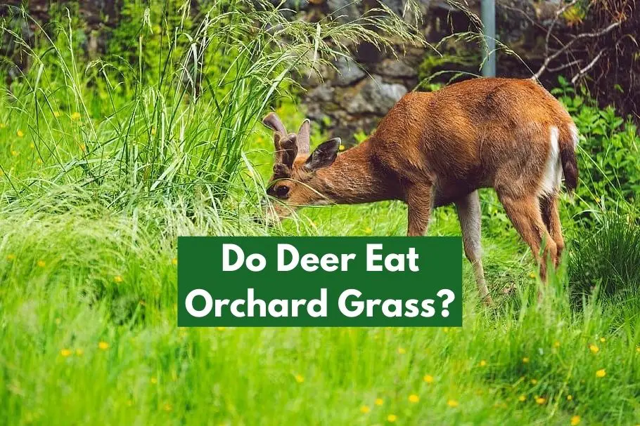 Do Deer Eat Orchard Grass