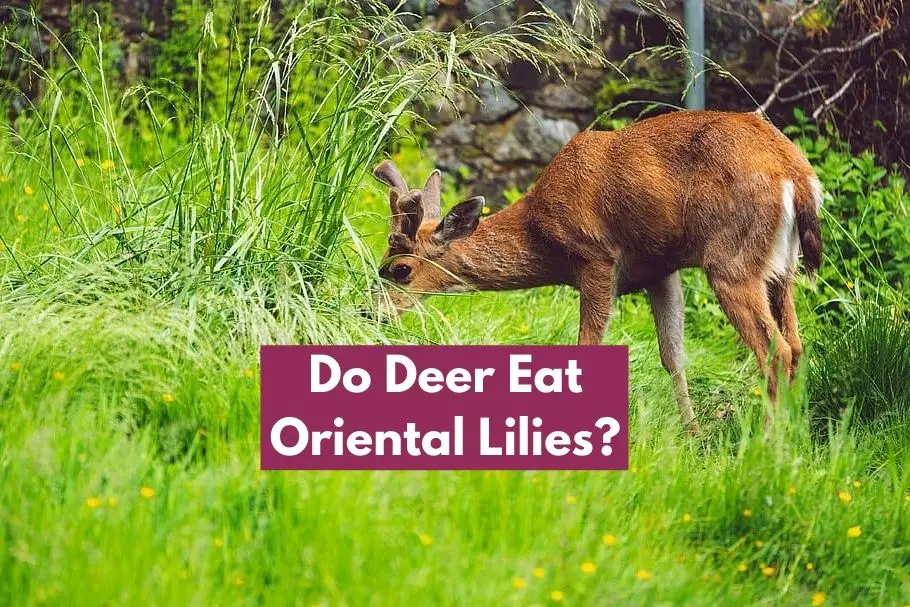 Do Deer Eat Oriental Lilies